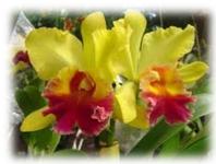 Orquidea